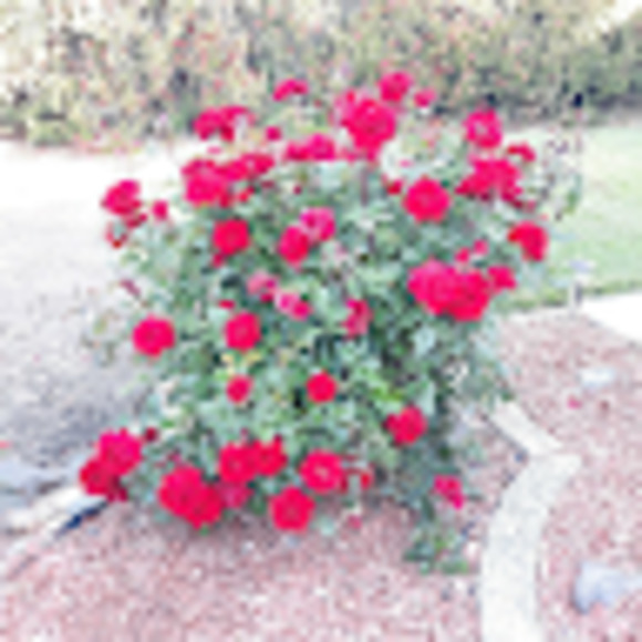 Meet your Posher, Christina - Picture 1 of 1